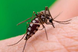 Santa Cruz: Sedes afirma que el dengue está controlado en el departamento
