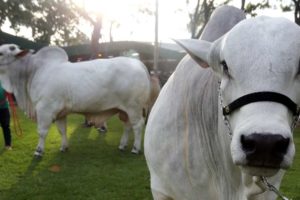 Agropecruz abre el mercado de Colombia y Centroamérica para la alta genética boliviana