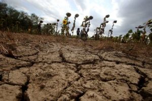 Sequía histórica en el agro causa pérdidas por $us 300 millones y productores piden reprogramación de créditos