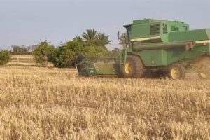 Efectos de la sequía: semillas de soya y trigo serán insuficientes para el invierno