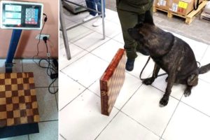 «Petardo», un can antidrogas que logró detectar droga en un tablero de ajedrez
