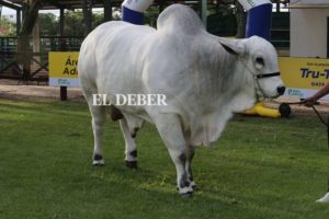 Rambo con 1.190 kilos es el más pesado de la Agropecruz 2024