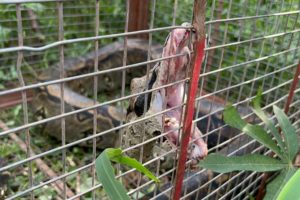 Boa constrictor de 3 metros ingresa a una vivienda en El Recreíto y es rescatada por la Gobernación