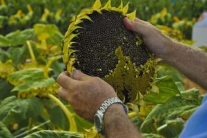 Productores denuncian que Iniaf paralizó durante 20 días la entrega de semillas debido al cambio de autoridades