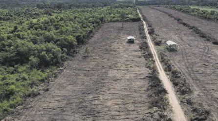 Santa Cruz y Beni concentran el 87% de los bosques perdidos en 2023