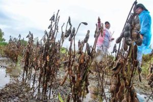 Las lluvias impiden cosechar el poco grano dejado por la sequía