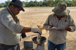 Gobernación de Tarija autoriza la pesca comercial del sábalo en el río Pilcomayo