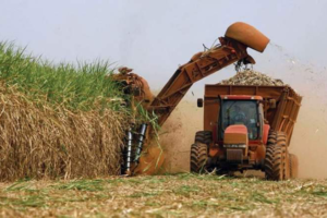 Brasil se consolida como mayor productor mundial de azúcar tras zafra histórica