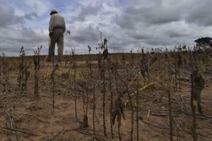 La CAO alerta que sequía merma producción de granos, mientras mesas sobre acceso a biotecnología no avanzan