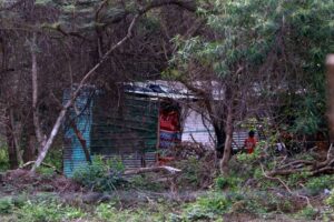 Amenazas al Cordón Ecológico: Asediado por construcciones, deforestación y contaminación