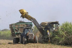 Ingenios estiman producción de 11 millones de quintales de azúcar y 243 millones de litros de alcohol en la zafra 2024