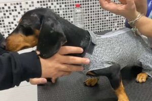 Fiscalía investiga el trato cruel a Joni, el perrito herido con balines presuntamente en un recinto militar