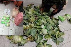 Hallan 17 paquetes de marihuana ocultos en pasankallas y repollos