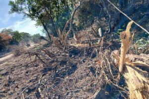 Destrucción: talan árboles y abren caminos en predios municipales avasallados