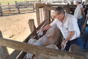 Lanzan campaña de vacunación contra rabia bovina, en la Chiquitana