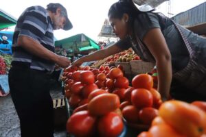 El precio del tomate baja a Bs 6 luego de estar en Bs 20 el kilo