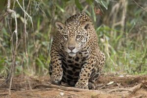 Jaguar escapa de un bioparque y dispara las alarmas en la ciudad; Policía confirma un fallecido