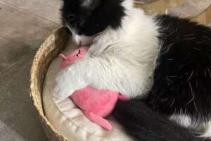 Gucci: El Gato que conquistó un hotel en Palermo
