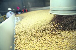 Exportaciones de semillas y habas de soya se desploman a $us 13,7 millones al primer trimestre de 2024