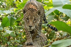 Comunidad Inti Wara Yassi lamenta escape de jaguar y pide refuerzo en la protección de la fauna silvestre