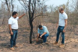 Reforestan con especie nativa las áreas afectadas por incendios en Roboré