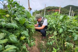 Productores de tomate dicen que el gusano ya no es una amenaza y que el precio del producto se estabiliza