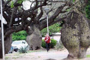 Hay árboles longevos que son parte de la historia de los cruceños
