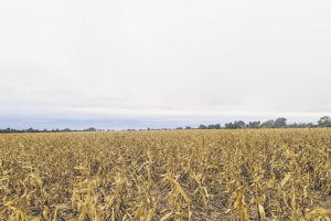 Productores cruceños viven el «peor momento» por falta de diésel, solo han cosechado el 5% de la campaña de invierno