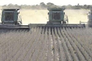 Anapo piden que se reactive la exportación de soya y Cadex dice que es una medida “extorsiva”