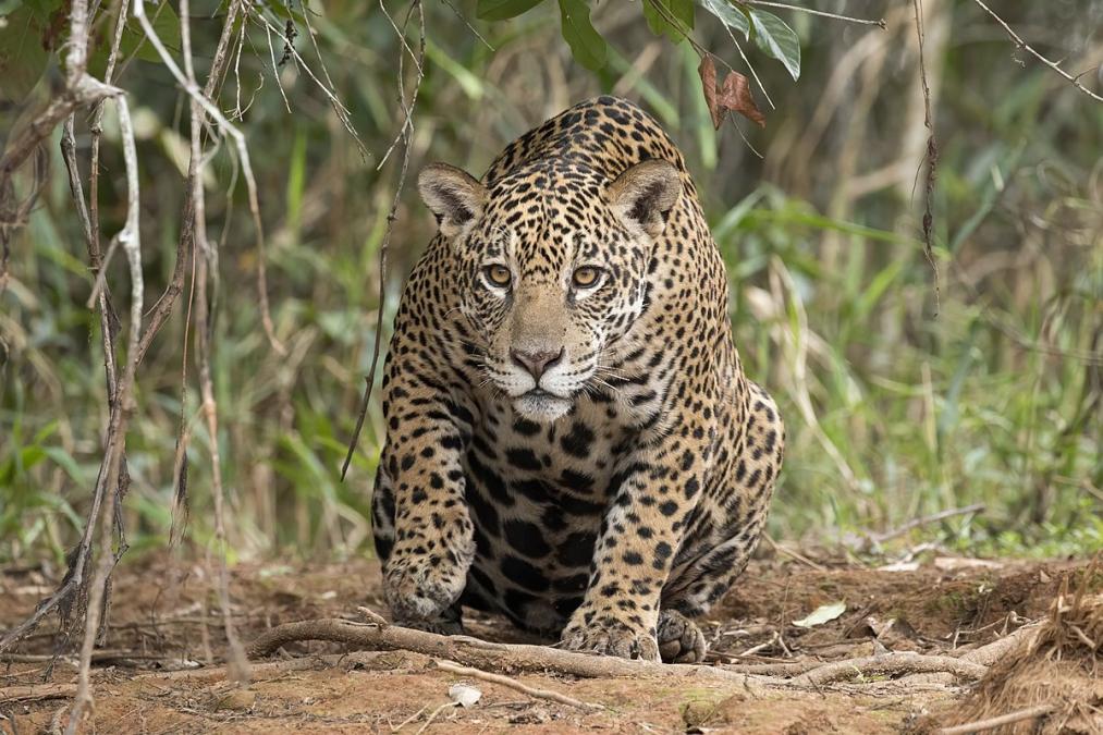 Gobierno solicita la nulidad y cesación del fallo que protege al jaguar y su hábitat